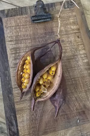 trockenfrüchte brachyciton frucht trockenblüte im mrs greenery shop bestellen kaufen getrocknete früchte