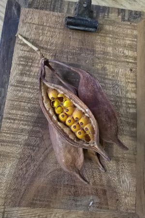 trockenfrüchte brachyciton frucht trockenblüte im mrs greenery shop bestellen kaufen getrocknete früchte