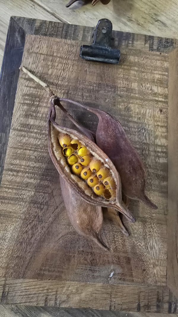trockenfrüchte brachyciton frucht trockenblüte im mrs greenery shop bestellen kaufen getrocknete früchte