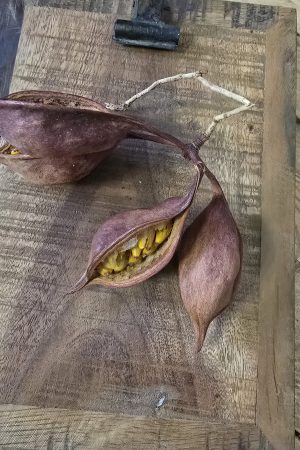 trockenfrüchte brachyciton frucht trockenblüte im mrs greenery shop bestellen kaufen getrocknete früchte