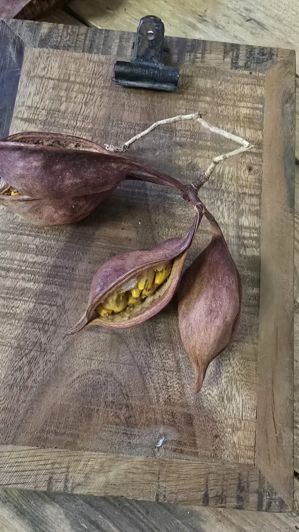 trockenfrüchte brachyciton frucht trockenblüte im mrs greenery shop bestellen kaufen getrocknete früchte