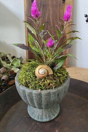 pokal keramik schale topf im mrs greenery shop bestellen kaufen
