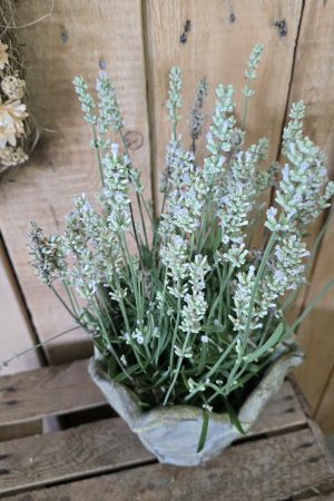 lavendel weiß weiss pflanze topfpflanze deko im Mrs Greenery Shop bestellen kaufen naturdeko