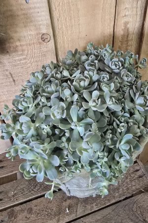 steinwurz hauswurz pflanze topfpflanze deko im Mrs Greenery Shop bestellen kaufen naturdeko