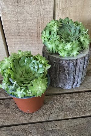 steinwurz hauswurz pflanze topfpflanze deko im Mrs Greenery Shop bestellen kaufen naturdeko