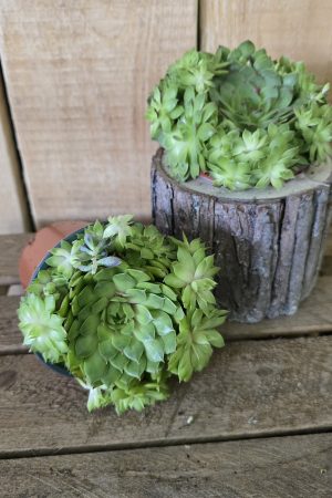 steinwurz hauswurz pflanze topfpflanze deko im Mrs Greenery Shop bestellen kaufen naturdeko