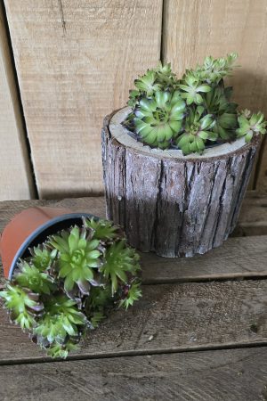 steinwurz hauswurz pflanze topfpflanze deko im Mrs Greenery Shop bestellen kaufen naturdeko