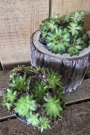 steinwurz hauswurz pflanze topfpflanze deko im Mrs Greenery Shop bestellen kaufen naturdeko