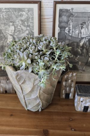steinwurz hauswurz pflanze topfpflanze deko im Mrs Greenery Shop bestellen kaufen naturdeko