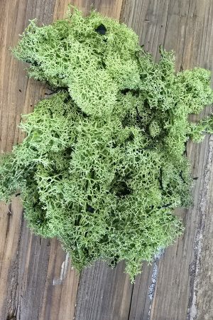 islandmoos moos grün mrs greenery shop bestellen kaufen