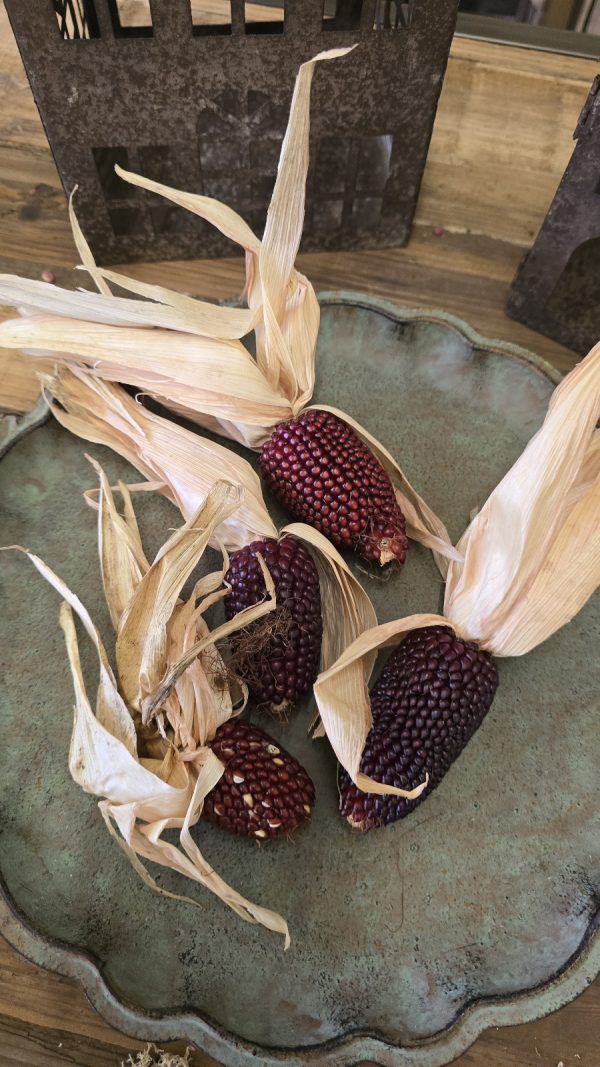 ziermais mais getrocknet herbstdeko im mrs greenery shop bestellen kaufen
