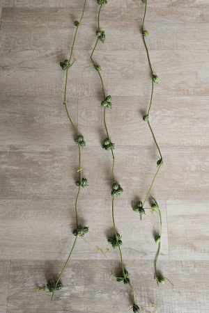 zierfruchtgirlande Diplocyclos Palmatus Scheinzaunrübe Herbstdeko im Mrs Greenery Shop bestellen kaufen