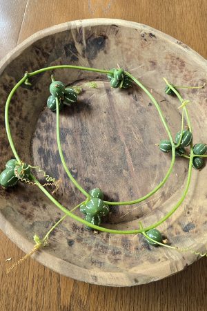 zierfruchtgirlande Diplocyclos Palmatus Scheinzaunrübe Herbstdeko im Mrs Greenery Shop bestellen kaufen