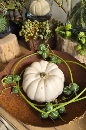 zierfruchtgirlande Diplocyclos Palmatus Scheinzaunrübe Herbstdeko im Mrs Greenery Shop bestellen kaufen