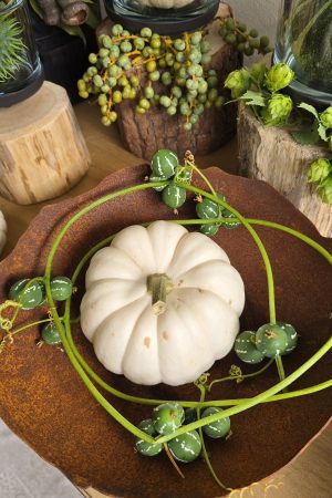 zierfruchtgirlande Diplocyclos Palmatus Scheinzaunrübe Herbstdeko im Mrs Greenery Shop bestellen kaufen