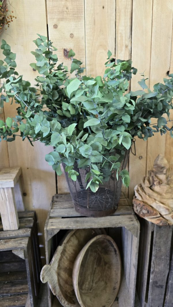 eukalyptus grün konserviert gefärbt im Mrs greenery shop bestellen kaufen