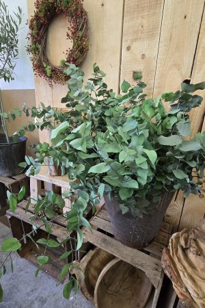 eukalyptus grün konserviert gefärbt im Mrs greenery shop bestellen kaufen