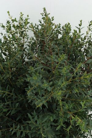 Eukalyptus Parvifolia: 1 Bund