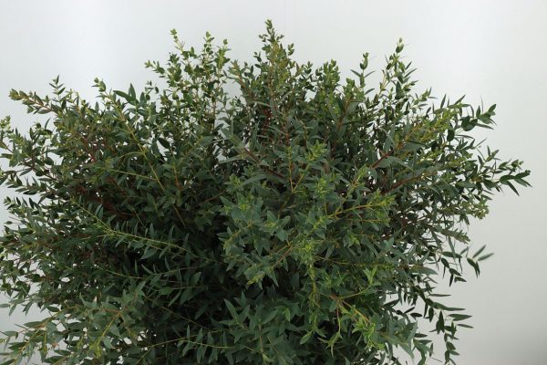 Eukalyptus Parvifolia: 1 Bund