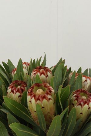 Protea creme braun blüte im mrs greenery shop bestellen kaufen