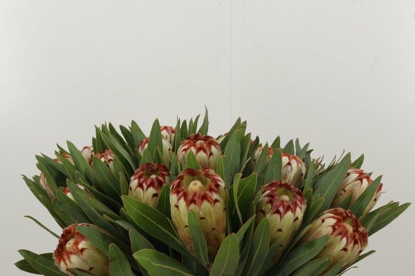 Protea creme braun blüte im mrs greenery shop bestellen kaufen