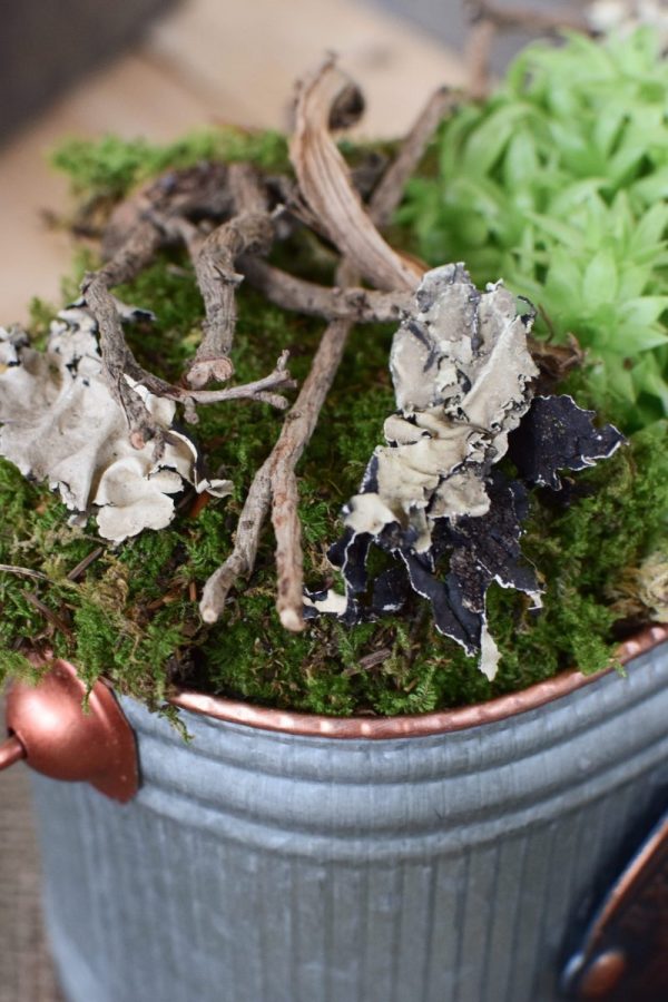 Baumflechte Flechten getrocknet für Naturdeko zum Basteln und Kreativsein vom Mrs Greenery Shop. Die natürliche Dekoidee
