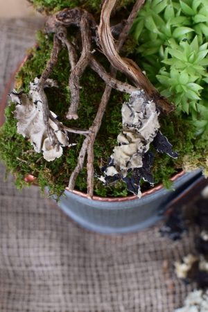 Baumflechte Flechten getrocknet für Naturdeko zum Basteln und Kreativsein vom Mrs Greenery Shop. Die natürliche Dekoidee