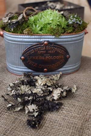 Baumflechte Flechten getrocknet für Naturdeko zum Basteln und Kreativsein vom Mrs Greenery Shop. Die natürliche Dekoidee