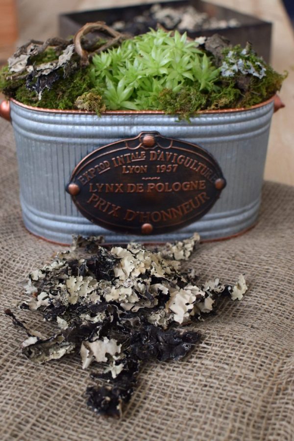 Baumflechte Flechten getrocknet für Naturdeko zum Basteln und Kreativsein vom Mrs Greenery Shop. Die natürliche Dekoidee