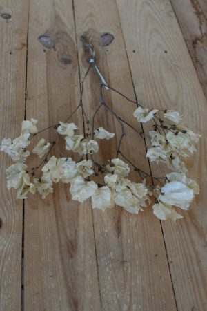 Bougainvillea getrocknet Trockenblumen Kranz Kränze Kranzbinden