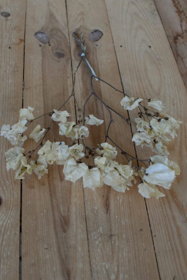 Bougainvillea getrocknet Trockenblumen Kranz Kränze Kranzbinden