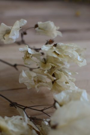Bougainvillea getrocknet Trockenblumen Kranz Kränze Kranzbinden