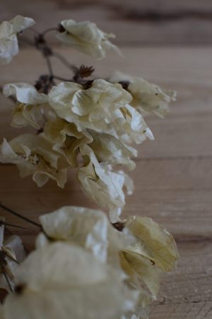 Bougainvillea getrocknet Trockenblumen Kranz Kränze Kranzbinden
