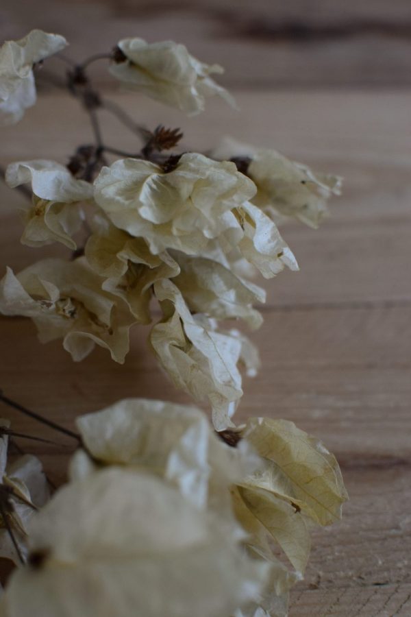 Bougainvillea getrocknet Trockenblumen Kranz Kränze Kranzbinden