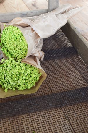 Glixia apfelgrün grün Trockenblume Strohblume Kreativsein und gestalten mit Trockenblumen Naturdeko Dekoidee