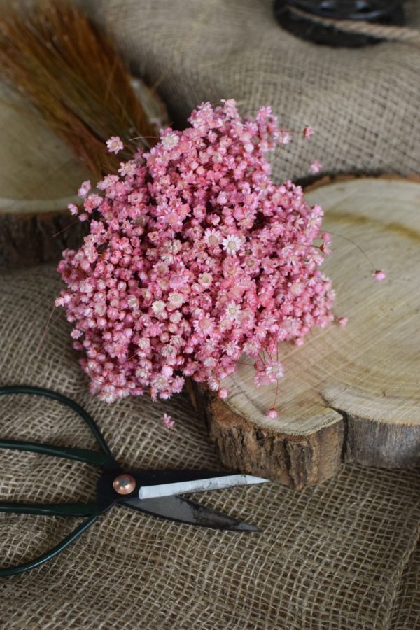 Glixia Trockenblume Strohblume Kreativsein und gestalten mit Trockenblumen Naturdeko Dekoidee