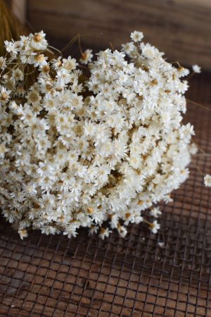 Glixia weiß Trockenblume Strohblume Kreativsein und gestalten mit Trockenblumen Naturdeko Dekoidee