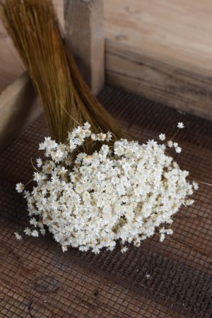 Glixia weiß Trockenblume Strohblume Kreativsein und gestalten mit Trockenblumen Naturdeko Dekoidee