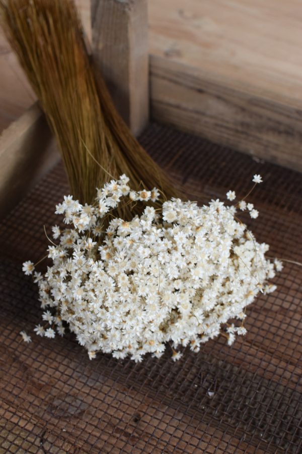 Glixia weiß Trockenblume Strohblume Kreativsein und gestalten mit Trockenblumen Naturdeko Dekoidee