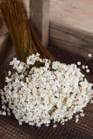 Glixia weiß Trockenblume Strohblume Kreativsein und gestalten mit Trockenblumen Naturdeko Dekoidee