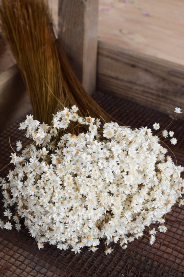 Glixia weiß Trockenblume Strohblume Kreativsein und gestalten mit Trockenblumen Naturdeko Dekoidee