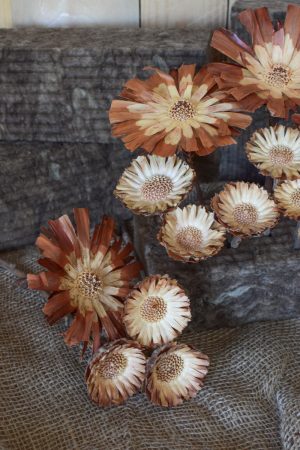 Holzblume natur, Blüte getrocknet. Mit Trockenblumen kreativsein aus dem Mrs Greenery Shop