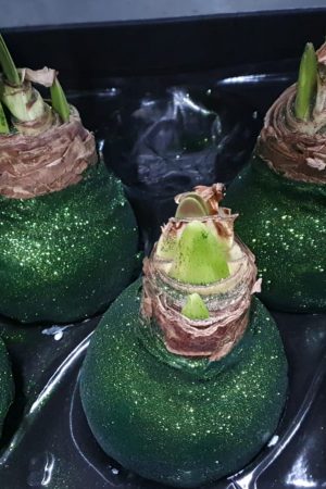 amaryllis gewachst wachs zwiebel amarylliszwieben mra greenery shop bestellen kaufen