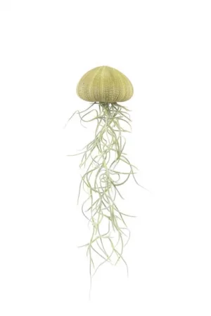 Tillandsien Qualle Seeigel Deko Naturdeko Sommerdeko Baddeko im mrs Greenery shop bestellen kaufen