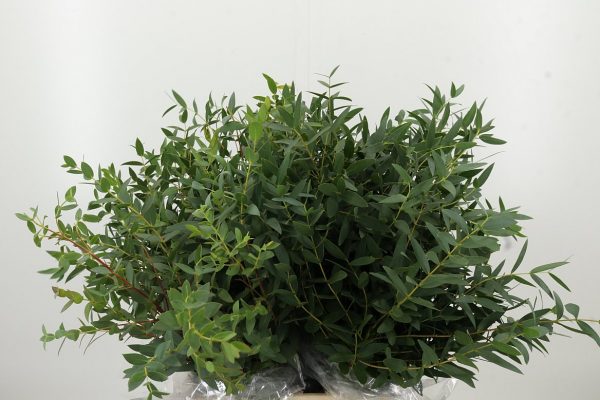 Eukalyptus Parvifolia: 1 Bund – Bild 2