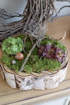 Kreativ-Set Birke mit Sempervivum Hauswurz und Moos DIY zum Basteln und Kreativsein vom Mrs Greenery Shop. Die natürliche Dekoidee