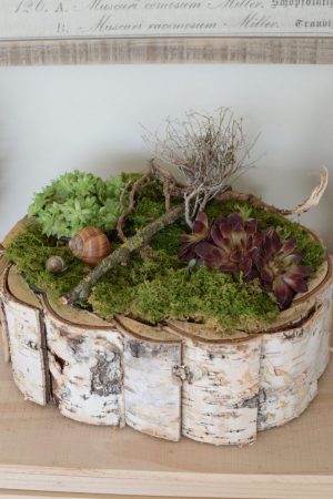 Kreativ-Set Birke mit Sempervivum Hauswurz und Moos DIY zum Basteln und Kreativsein vom Mrs Greenery Shop. Die natürliche Dekoidee