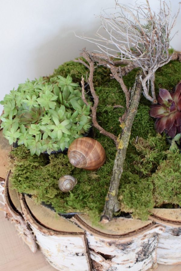 Kreativ-Set Birke mit Sempervivum Hauswurz und Moos DIY zum Basteln und Kreativsein vom Mrs Greenery Shop. Die natürliche Dekoidee