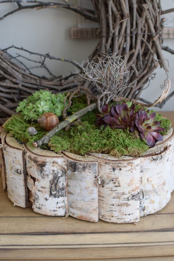 Kreativ-Set Birke mit Sempervivum Hauswurz und Moos DIY zum Basteln und Kreativsein vom Mrs Greenery Shop. Die natürliche Dekoidee