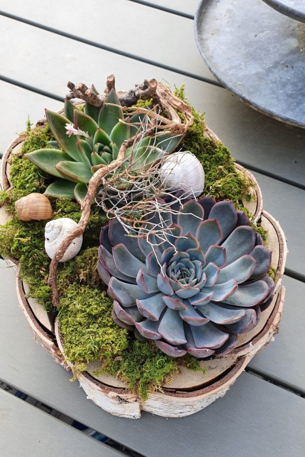 Kreativ-Set Birke mit Sukkulenten und Moos DIY zum Basteln und Kreativsein vom Mrs Greenery Shop. Die natürliche Dekoidee